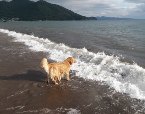 今日は荒れてましゅねー