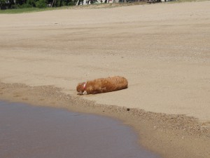 ちゃんす！