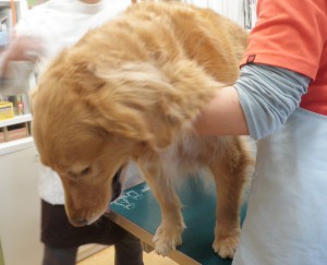 なんなら飛び降りましょうか？