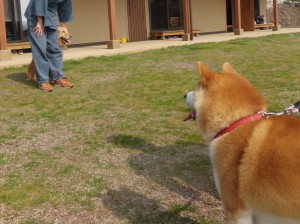 前方に隠れわんこ発見！