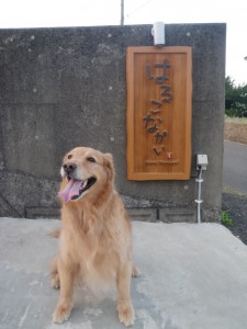 看板犬よー、ちゃんとこっちみてー