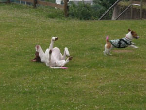 くっそ！鳥さん逃した！！（ｂｙ勝手にちぷ子）