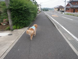 県道195号線