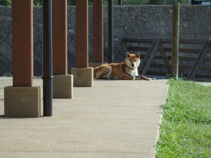 「はるこながい はボクが守ります」