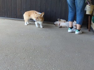 麦芽「わかればよろしい」