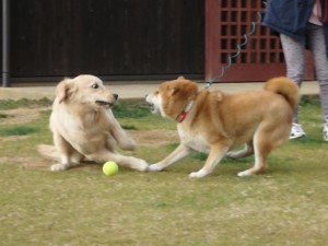 だーかーら！ボクのやってー！！