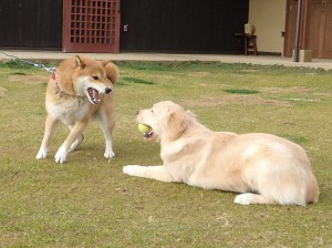 返せこらー！