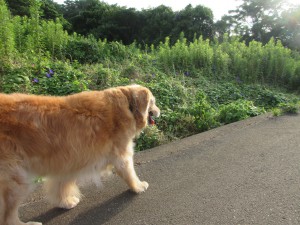 IMG_0346
