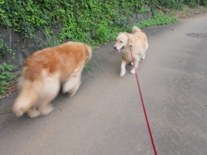 IMG_0526