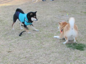 IMG_0048