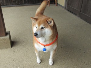 IMG_0337