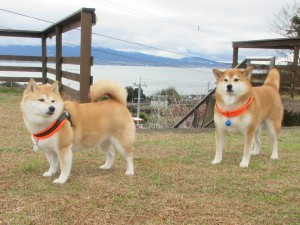 IMG_0362