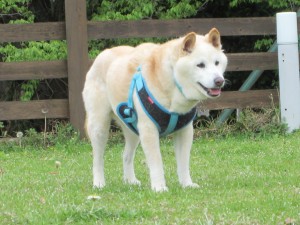 IMG_0853