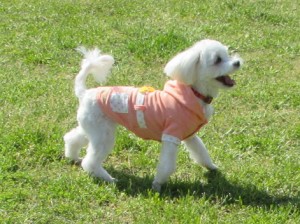 IMG_0872
