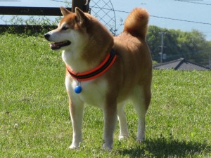 IMG_0914